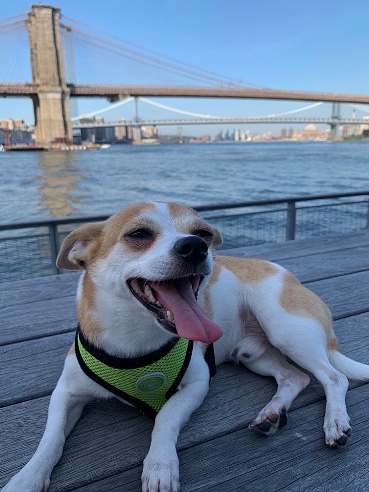Dog enjoying sunny day by Brooklyn Bridge.